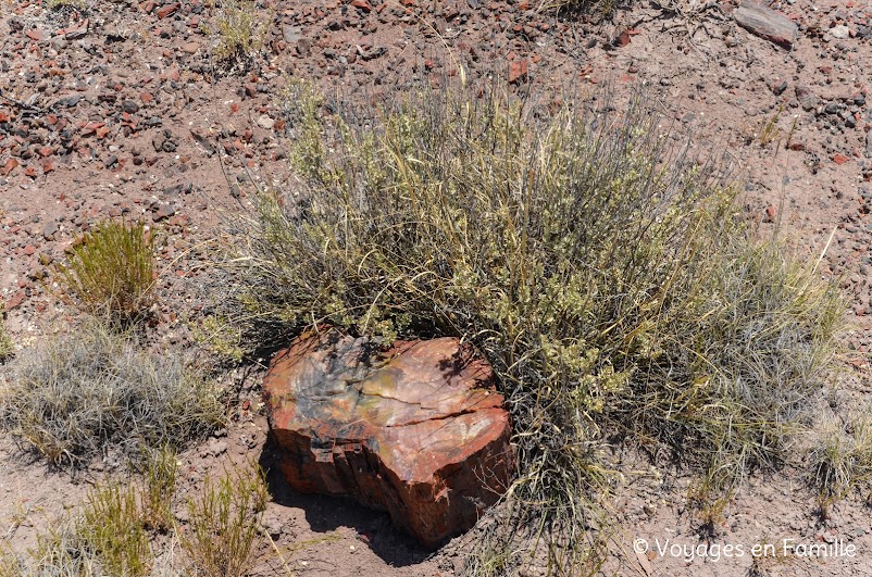 long logs trail, petrified forest