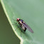 Leaf Mining Fly