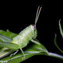 Bird Grasshopper (nymph)