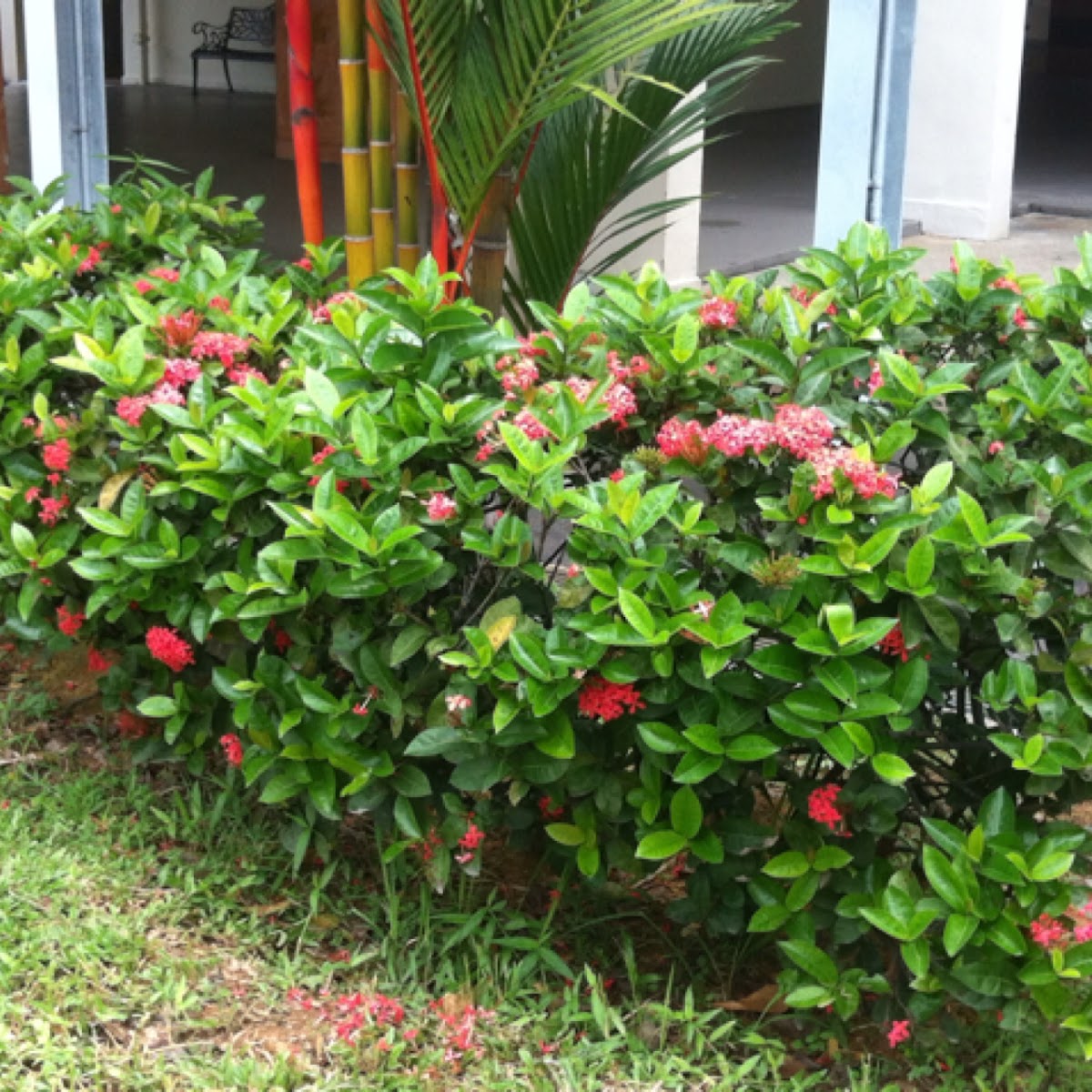 Ixora