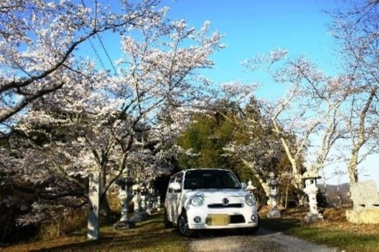 ミラココアのサクラと愛車・ココア・サクラ・サクラ三昧・はしごに関するカスタム事例の投稿画像2枚目