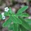 Flowering Spurge