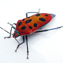 Mallotus Harlequin Bug