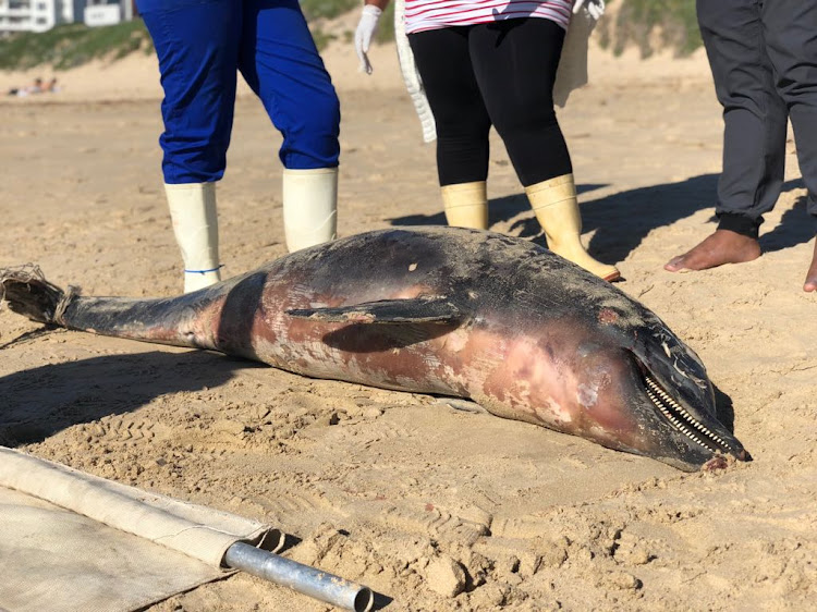 Bottle nose dolphin washed ashore at Pollok Beach