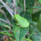 european tree frog