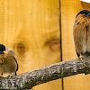 Brahminy Starling