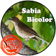 Download Canto Som Sabiá Bicolor For PC Windows and Mac 1.0