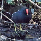 Moorhen