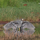 Yellow-crowned Night Heron