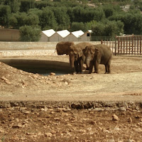 Confini animali... di 