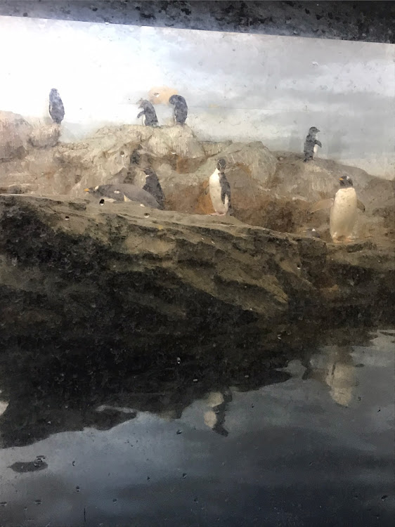 ラクティスの動物園・熱中症に気をつけて!!・暑い、、暑いぞおおお！！・放浪記に関するカスタム事例の投稿画像11枚目