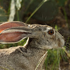 Black-tailed Jackrabbit