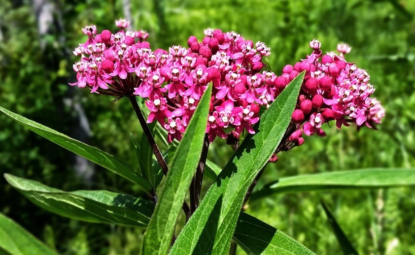 Swamp Milkweed