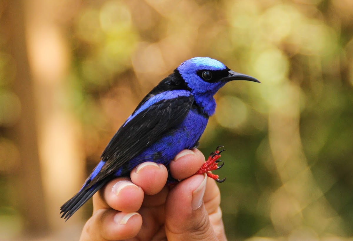 Red-legged Honeycreeper