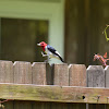 Red-headed woodpecker