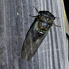 Lyric cicada