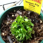 Venus fly trap