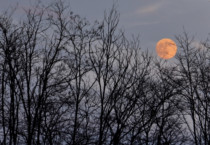 Luna Rossa di AlfredoNegroni