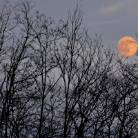 Luna Rossa di 