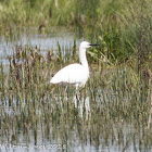 Little Egret