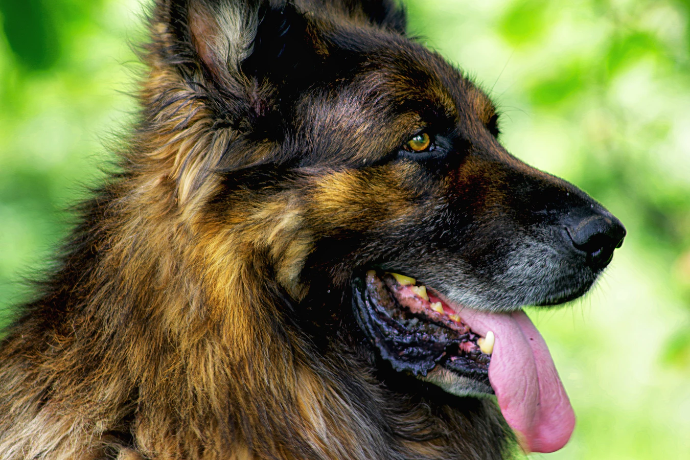 德國牧羊犬也是國外常見的緝毒犬種，也是天生的警犬