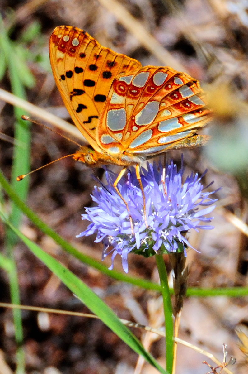 Queen of Spain Fritillary; Sofia