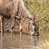 Blue wildebeest, common wildebeest, white-bearded wildebeest or brindled gnu