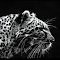 Item logo image for Leopard