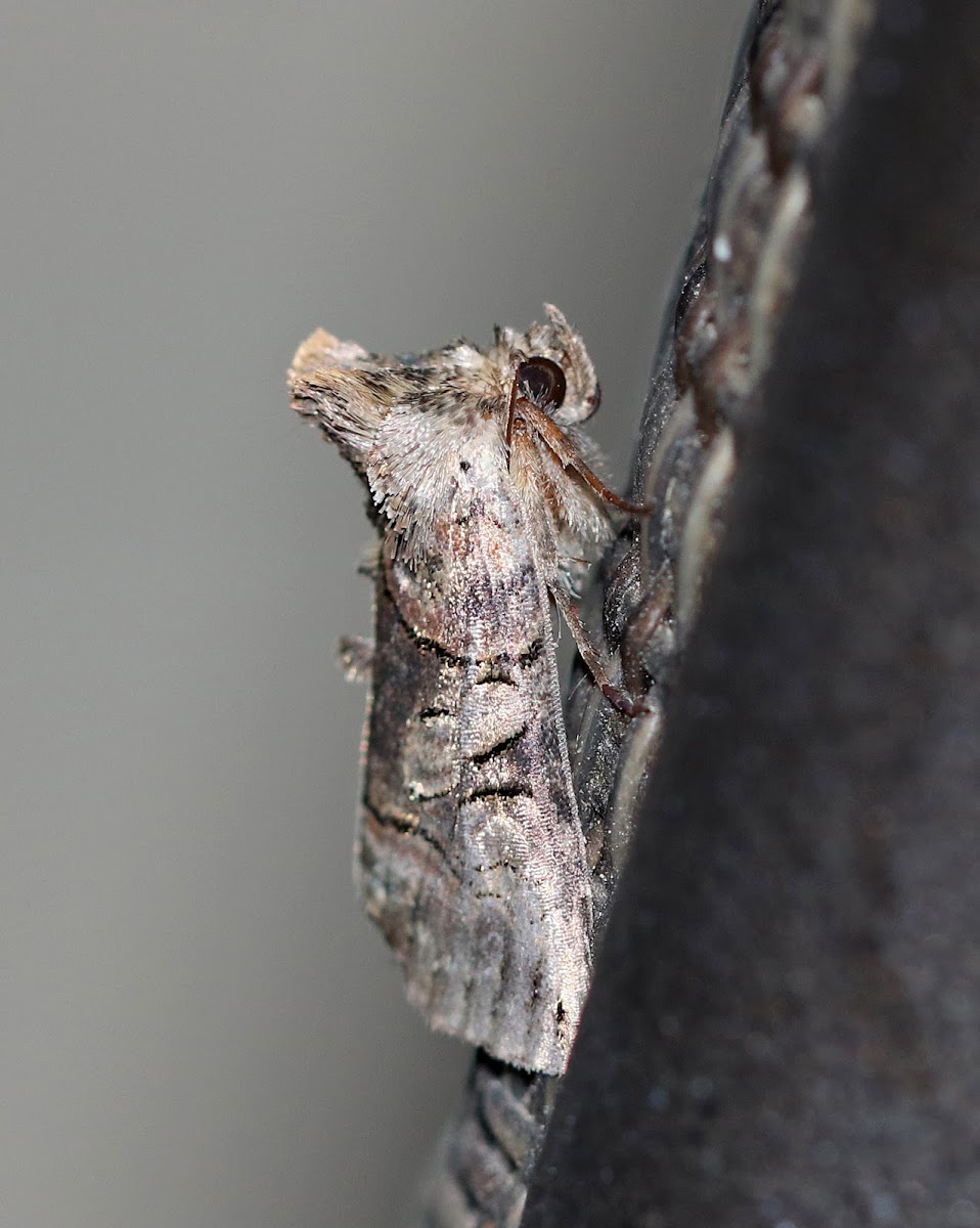 Spectacled Nettle Moth