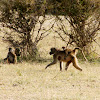 Chacma Baboon