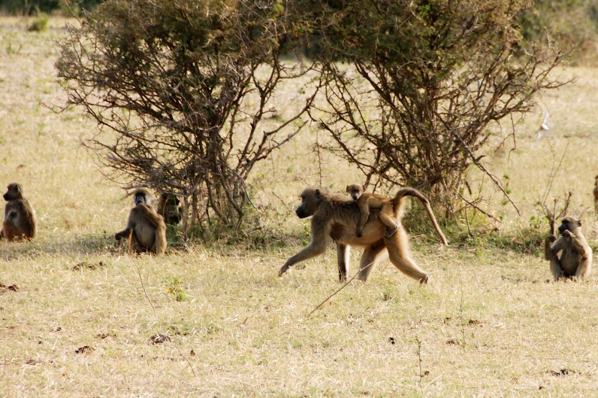 Chacma Baboon