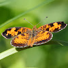 Pearl Crescent Butterfly