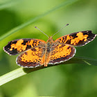 Pearl Crescent Butterfly