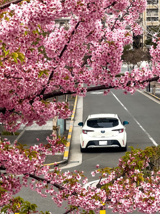 カローラスポーツのサクラと愛車・早咲き桜🌸・河津桜に関するカスタム事例の投稿画像2枚目