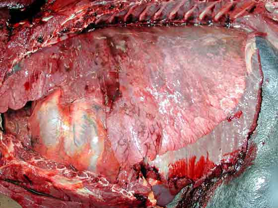 Typical in situ view of the left lung and the pericardium. Terminal hemorrhage is present in the cranial region of this lung. This is the "display stage" of dissection, for the respiratory tract.