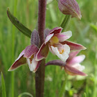 Marsh helleborine