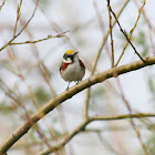 Chestnut-Sided Warbler