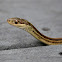 Ribbon snake