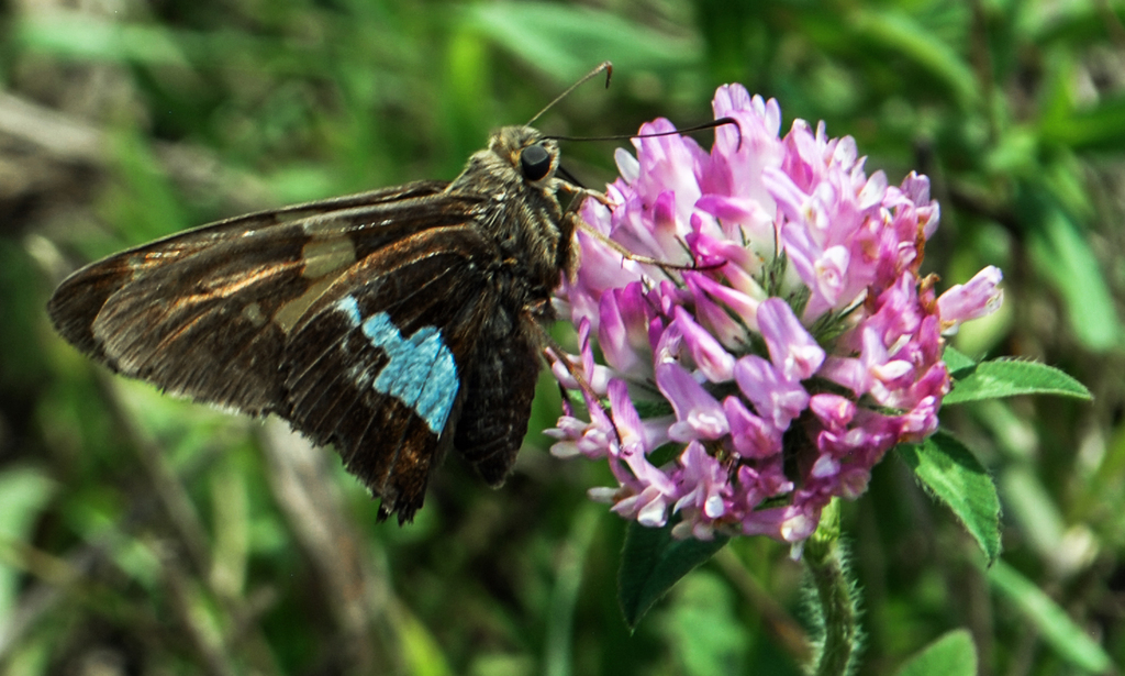 Silver-Spotted Skipper