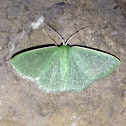 Wavy-lined Emerald Moth