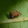 Treehopper