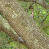 Northern Flicker