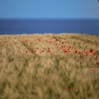 cielo, mare (papaveri e grano) di 