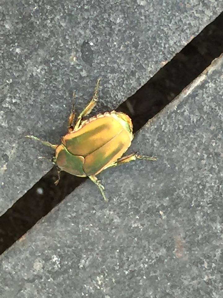 Green June Beetle