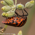 Italian Striped Shield Bug