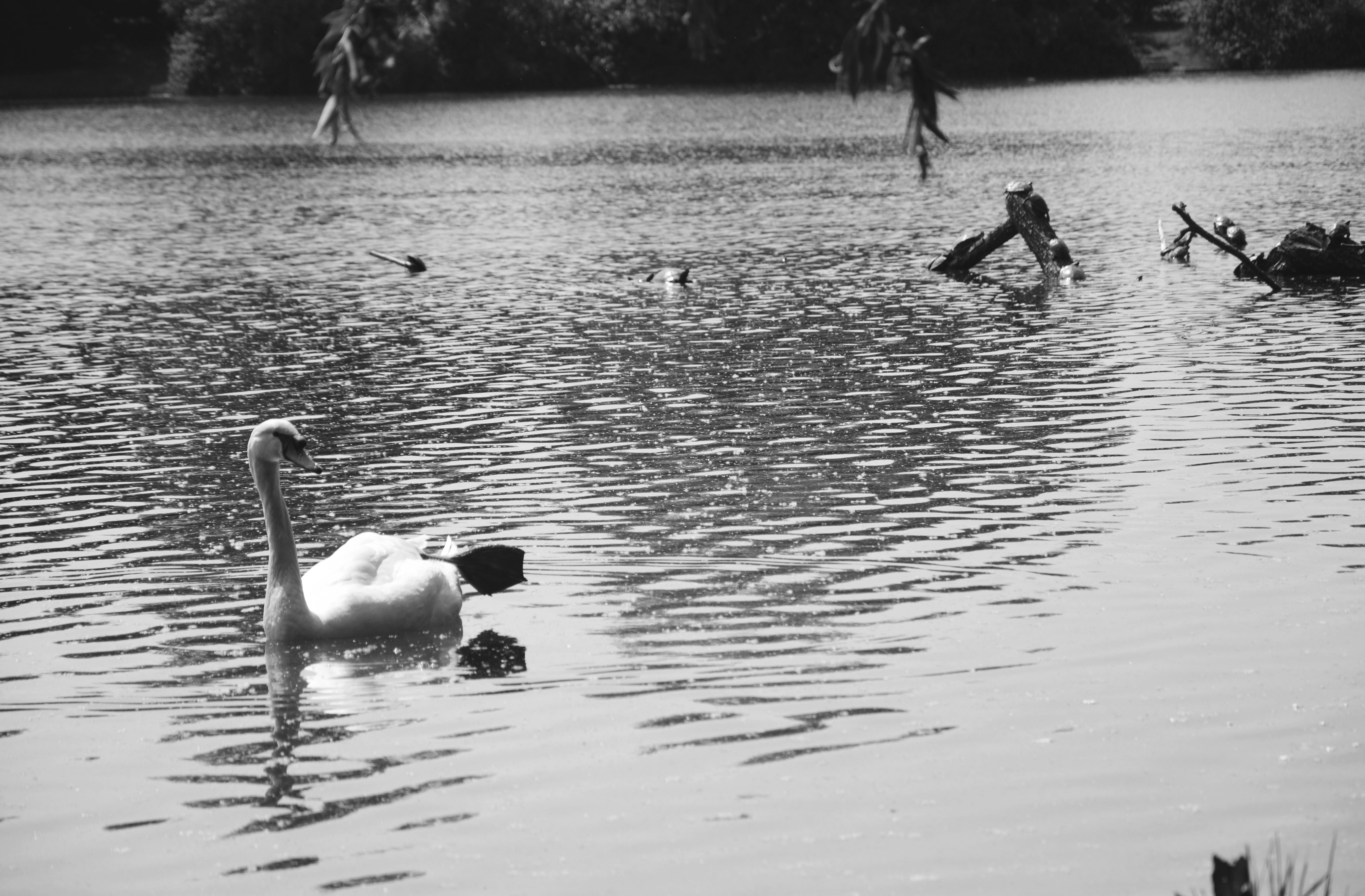 Il Cigno Bianco  di NimurArt