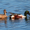 Northern Shoveler