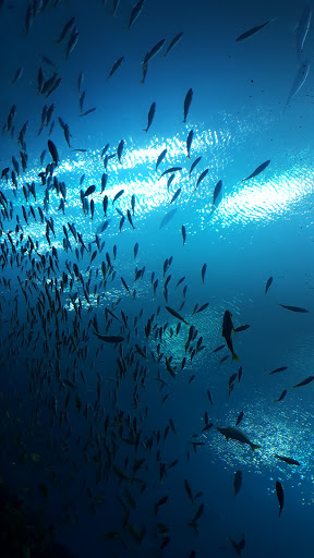 Georgia Aquarium Tunnel