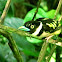 Black-and-yellow broadbill