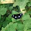 Great EggFly